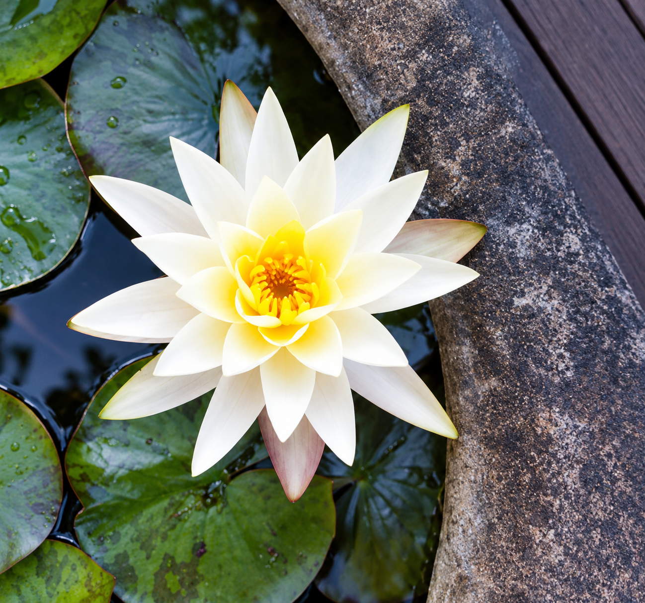 White lotus flower